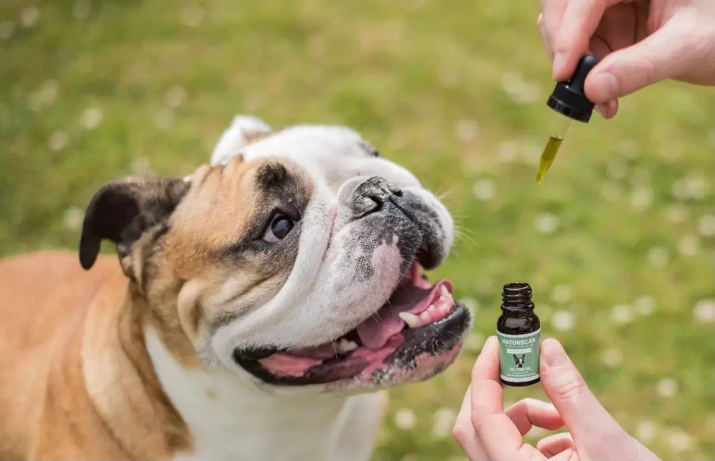 CBD Oil for Dogs