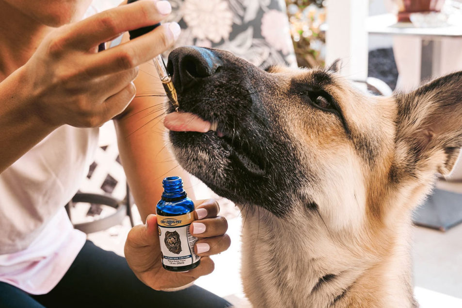 cbd oil for dogs
